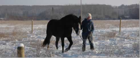 Melanie with Blazer, her Tennessee Walking Horse gelding